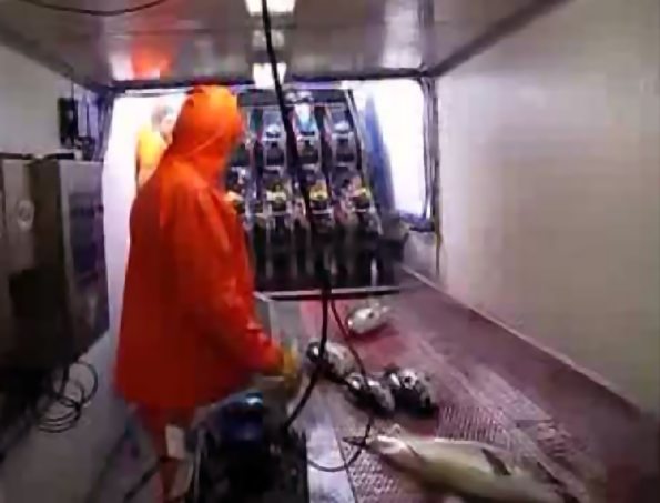 Et mobil fiskeri fabrik - en smart og praktisk special løsning